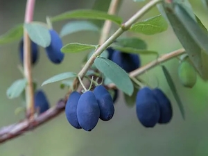 Blåbärstry 'Indigo Gem'